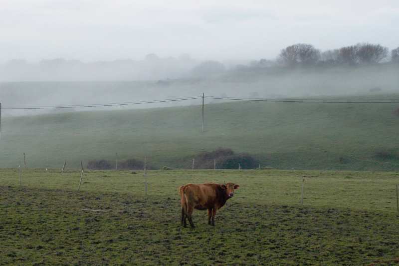 Kuh auf Weide im Nebel