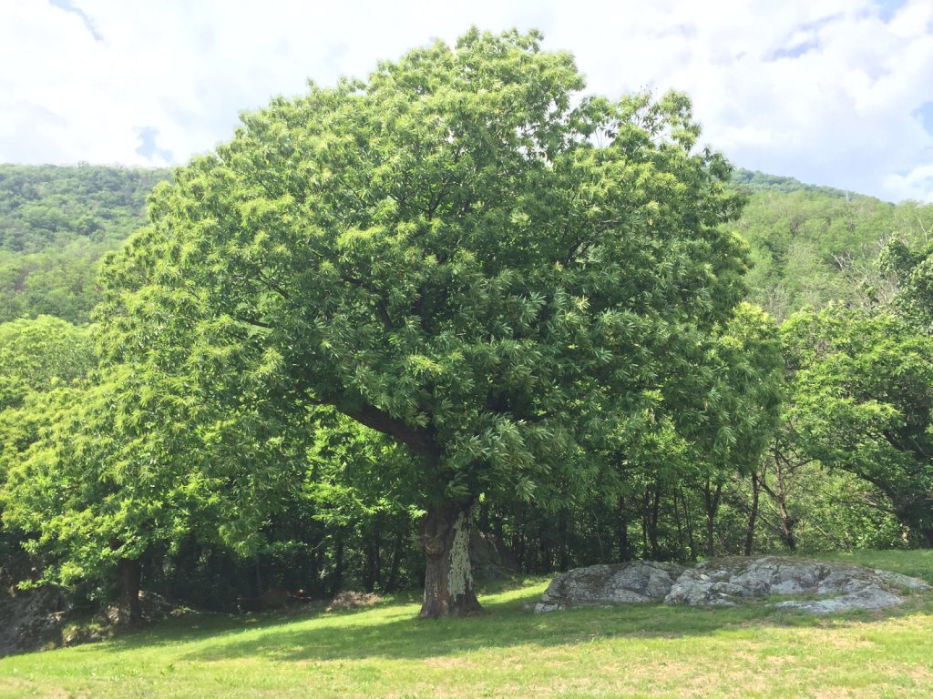 Esskastanienbaum 